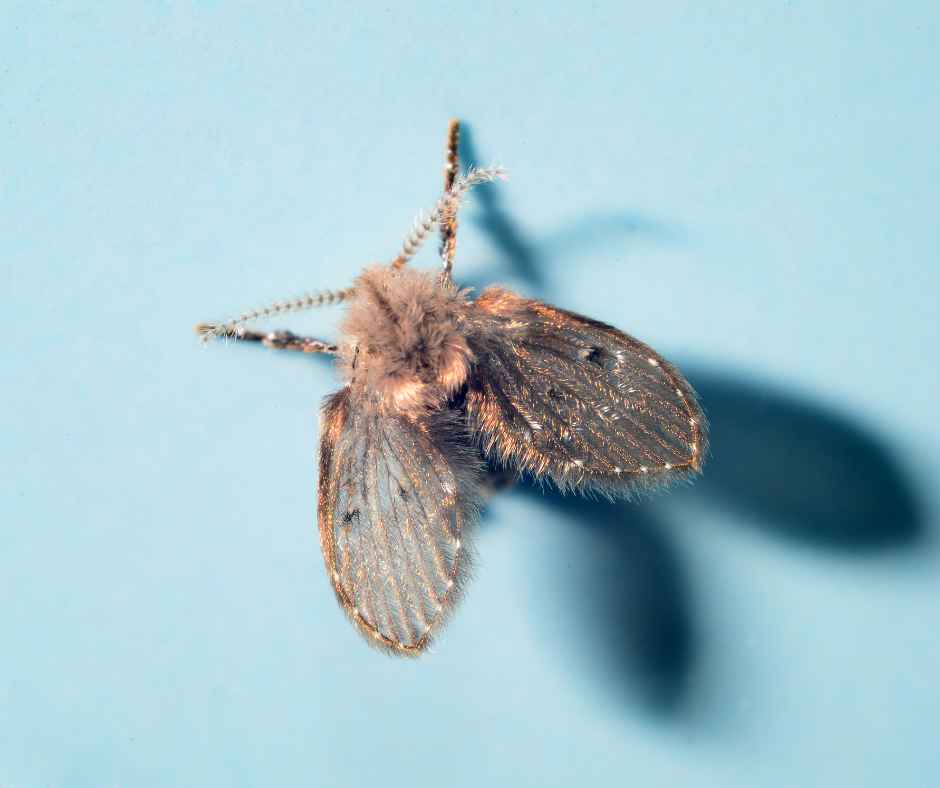 A zoomed-in image of a drain fly